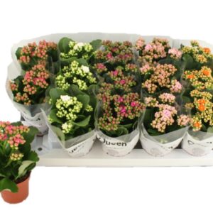 Kalanchoe mix Calandiva
(15 Plants/Order)(9cmP 17cmH)