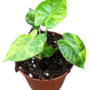 Alocasia Alocasia Gageana Aurea
(14 Plants/Order)(8cmP 12cmH)