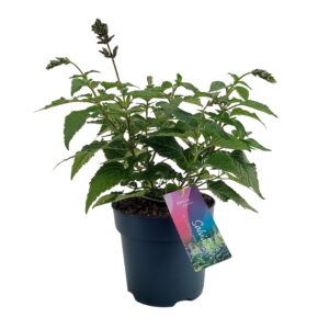 Salvia Salgoon Lake Como Salvia salgoon Lake Como p17 (NL)
(1 Plants/Order)(17cmP 50cmH)