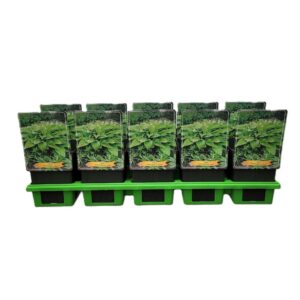 Hosta x fortunei Hosta 'Marmalade on Toast' P11
(10 Plants/Order)(11cmP 25cmH)