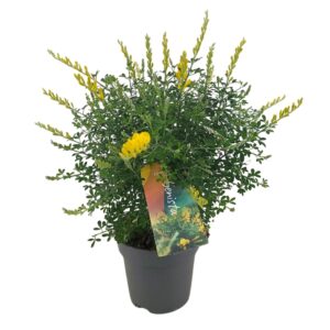 Cytisus x racemosus Genista (Cytisus) struik p12
(6 Plants/Order)(12cmP 30cmH)