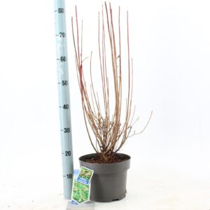 Enkianthus campanulatus Enkianthus campanulatus
(1 Plants/Order)(23cmP 70cmH)