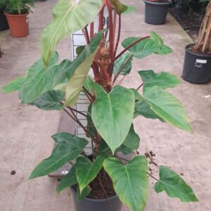 Philodendron Red Emerald Philodendron Red Emerald mosstok 110
(1 Plants/Order)(30cmP 110cmH)