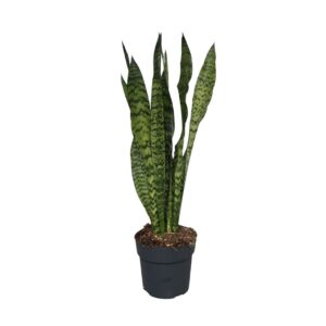 Sansevieria zeylanica sansevieria zeylanica
(6 Plants/Order)(17cmP 60cmH)