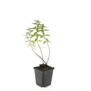 Hypericum Hidcote Hypericum 'Hidcote'
(12 Plants/Order)(9cmP 15cmH)