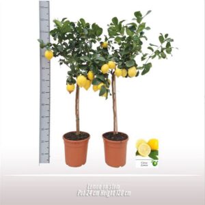 Citrus limon Citroen op stam
(1 Plants/Order)(24cmP 120cmH)