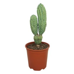 Cereus Myrtillocactus geometrizans cv. 'Glorp' 21 cm
(3 Plants/Order)(21cmP 35cmH)