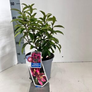 Magnolia Magnolia figo 'Stellar Ruby' (PP29778)
(1 Plants/Order)(19cmP 60cmH)