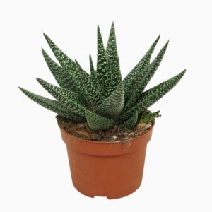 Gasterhaworthia x 'Royal Highness' Gasworthia 10,5 cm
(10 Plants/Order)(10.5cmP 22cmH)
