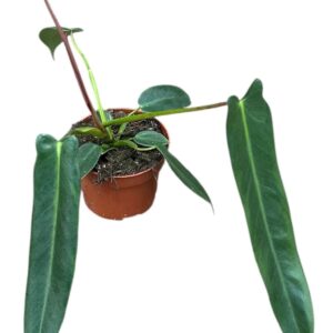 Philodendron Philodendron Spiritus Sancti
(9 Plants/Order)(10.5cmP 25cmH)