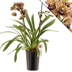 Cymbidium Magic Vogel Magic vogel 2 spike
(8 Plants/Order)(14cmP 80cmH)