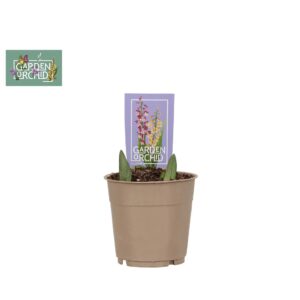 Calanthe Garden Orchid Calanthe 2+
(10 Plants/Order)(12cmP 35cmH)