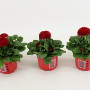 Bellis perennis Roggl bellis Perennis Dubble bloemig red
(15 Plants/Order)(10.5cmP 15cmH)