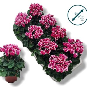 Cyclamen Tianis Fantasia Fuchsia Cyclamen-FANTASIA pink
(8 Plants/Order)(10.5cmP 20cmH)