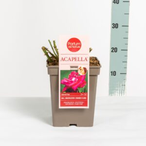 Rosa other Rosa Acapella ® 'Parfum de Nature', C5
(1 Plants/Order)(23cmP 30cmH)
