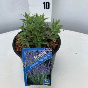 Perovskia atriplicifolia Perovskia atriplicifolia 'Prime Time' PBR
(6 Plants/Order)(17cmP 30cmH)