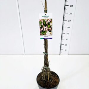 Kolkwitzia Kolkwitzia amabilis 60-80C5
(1 Plants/Order)(23cmP 80cmH)