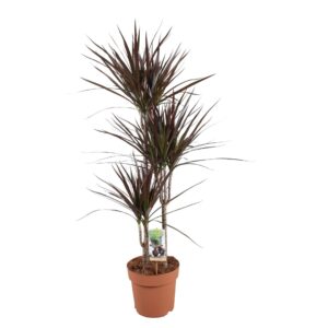 Dracaena Magenta Dracaena Magenta 60-30-15
(1 Plants/Order)(21cmP 120cmH)