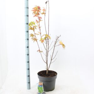 Acer shirasawanum Jordan Acer shirasawanum 'Jordan'
(1 Plants/Order)(29cmP 60cmH)