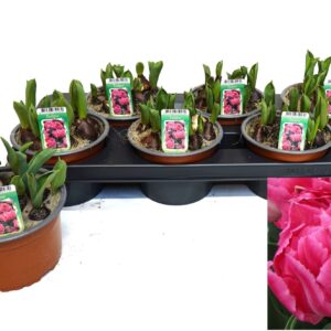 Tulipa other Dubble donker pink
(6 Plants/Order)(14cmP 16cmH)
