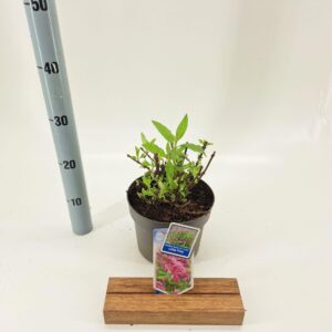 Buddleja Butterfly Candy Little Pin Buddleja d. Butt. Candy® Little Pink ('BotEx 005'PBR)
(1 Plants/Order)(19cmP 35cmH)