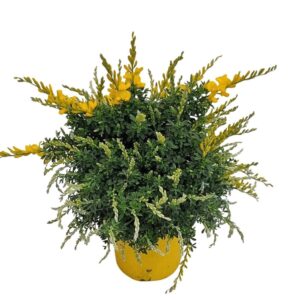 Cytisus x racemosus Cytisus Racemosus Bush Extra Dik
(36 Plants/Order)(14cmP 30cmH)