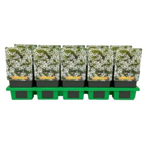 Coreopsis verticillata Coreopsis verticillata ‘Fool's Gold’ P11
(10 Plants/Order)(11cmP 25cmH)