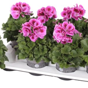 Pelargonium Pelargonium Grandifloru Pelg. Don Mario 12cm
(8 Plants/Order)(12cmP 28cmH)