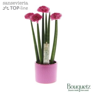 Sansevieria Cylindrica Sansevieria TOP-line Bouquetz Pink in Dots Ceramics
(6 Plants/Order)(8.5cmP 35cmH)