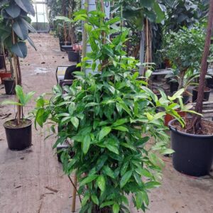 Dracaena surculosa Dracaena Surculosa
(1 Plants/Order)(35cmP 180cmH)