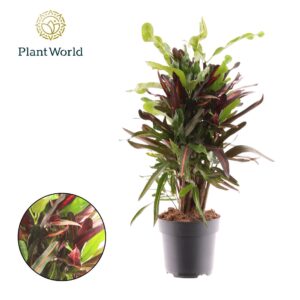 Codiaeum Mammi Croton Mammi busch
(1 Plants/Order)(17cmP 60cmH)