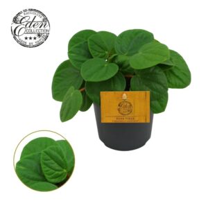 Peperomia Peperomia Rana Verde 10,5cm
(10 Plants/Order)(10.5cmP 15cmH)