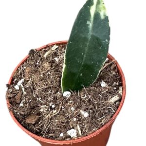 Hoya Hoya Lacunosa Asami
(20 Plants/Order)(6cmP 8cmH)