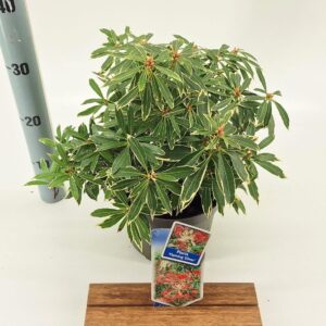 Pieris Flaming Silver Pieris 'Flaming Silver'
(1 Plants/Order)(19cmP 30cmH)