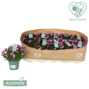 Campanula Ambella Pink Campanula Ambella Pink
(15 Plants/Order)(10.5cmP 22cmH)