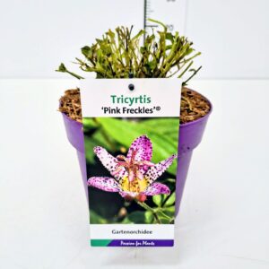 Tricyrtis formosana Tricyrtis f. 'Pink Freckles' C3
(1 Plants/Order)(19cmP 40cmH)