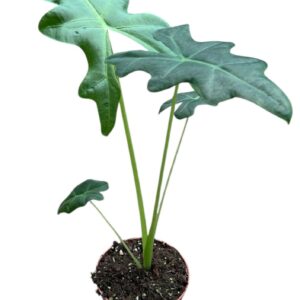 Alocasia Alocasia Portei
(9 Plants/Order)(10.5cmP 30cmH)