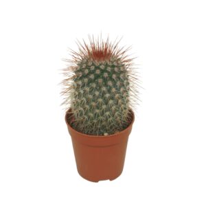Mammillaria spinosissima Mammillaria spinosissima 5,5 cm
(20 Plants/Order)(5.5cmP 8cmH)