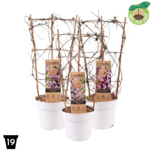 Clematis Montana Clematis montana mix laag, P19 op Rack
(1 Plants/Order)(19cmP 60cmH)