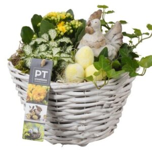 Arrangement Easter PTPB6561 Arrangement Easter in rieten mand
(6 Plants/Order)(18cmP 20cmH)