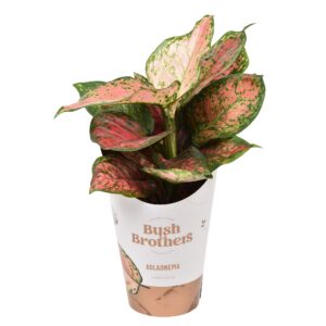 Aglaonema mixed Aglaonema Spotted Star
(4 Plants/Order)(12cmP 35cmH)