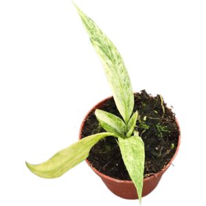 Anthurium Leaf Anthurium Vittarifolium Variegata
(12 Plants/Order)(9cmP 10cmH)