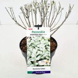 Perovskia Lacey Blue Perovskia atr. 'Silvery Blue' BüC5
(1 Plants/Order)(23cmP 40cmH)