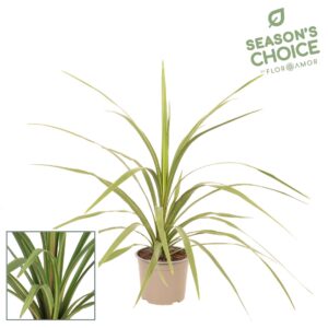 Cordyline Peko Cordyline 'Peko' 75 - 85 cm
(1 Plants/Order)(19cmP 75cmH)