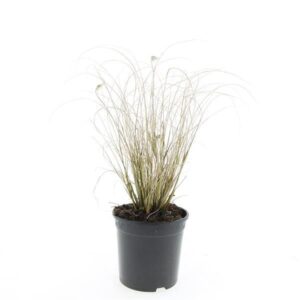 Pennisetum alopecuroides Hameln Pennisetum al. 'Hameln'
(8 Plants/Order)(14cmP 10cmH)