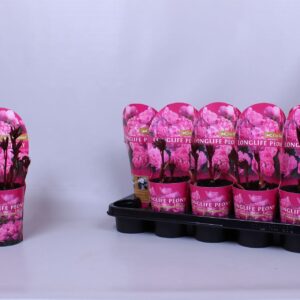 Paeonia Paeonia 12CM C1 pink Longlife
(10 Plants/Order)(12cmP 35cmH)