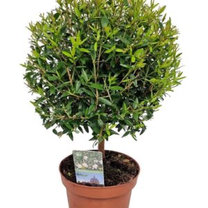 Myrtus communis Myrtus Communis Stem
(10 Plants/Order)(12cmP 30cmH)