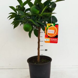 Citrus limon Citrus sinensis - Orange
(1 Plants/Order)(21cmP 60cmH)