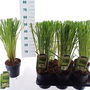 Cortaderia selloana Cortaderia selloana 'White Feather'
(1 Plants/Order)(17cmP 55cmH)