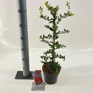 Pyracantha Red Column Pyracantha 'Red Column'
(1 Plants/Order)(17cmP 60cmH)